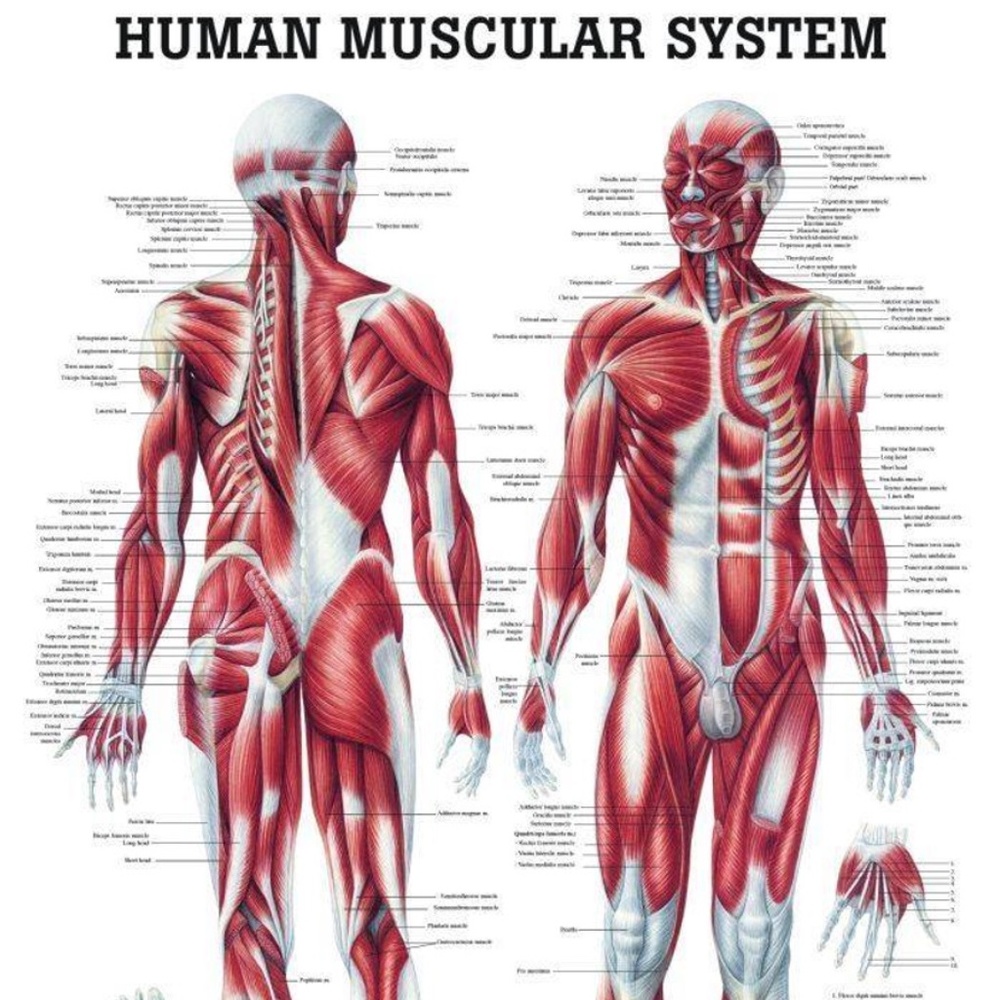Muscular and Skeletal System Human Anatomy Laminated Posters Educational